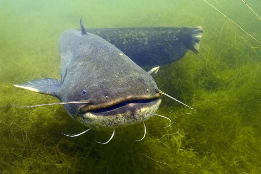 Zo vinden rovers je kunstaas zonder dat ze kunnen zien! – Alles over zintuigen