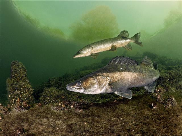 Wist je dat snoekbaars helemaal geen inheemse vis is?