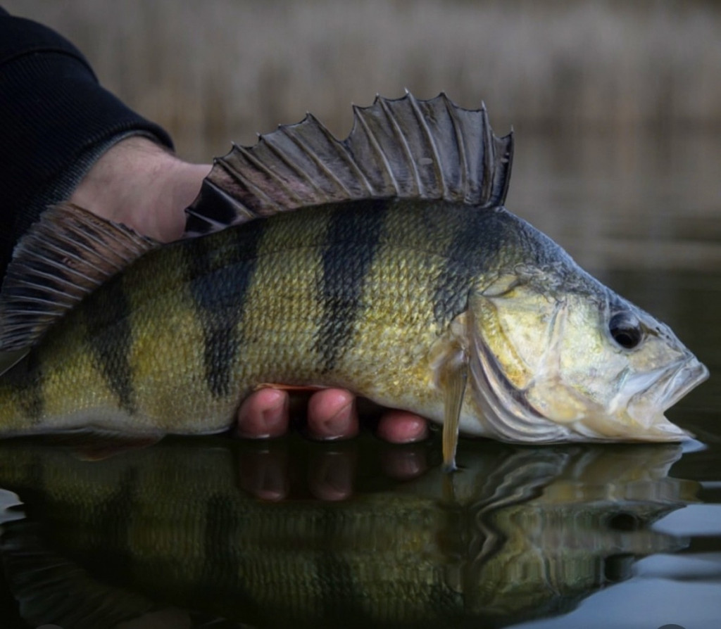 Dit wist je nog niet over de meest gevangen roofvis van Nederland