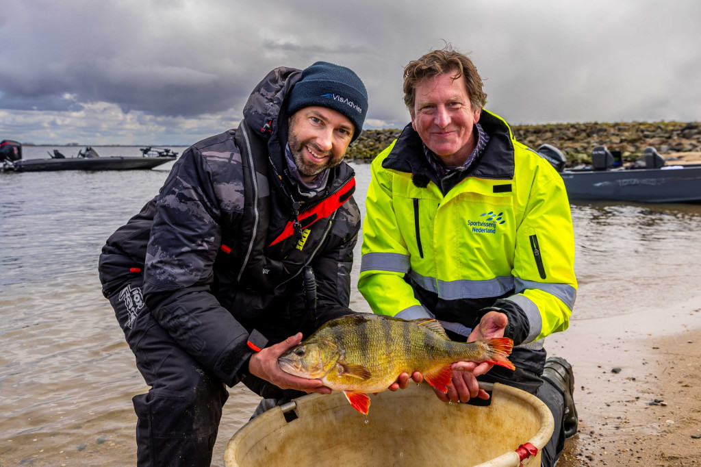 Waarom worden baarzen zo groot in Nederland?
