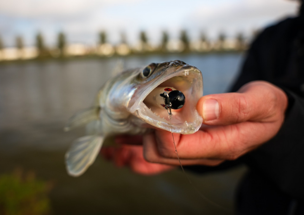 Deze techniek leverde ons keiharde aanbeten op!