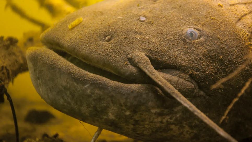 Meerval eet vooral invasieve exoten!