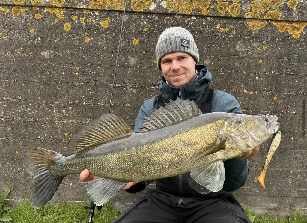 Snoekbaars shads voor in de kou!