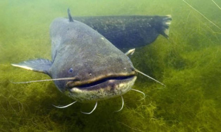 Zo vinden rovers je kunstaas zonder dat ze kunnen zien! – Alles over zintuigen