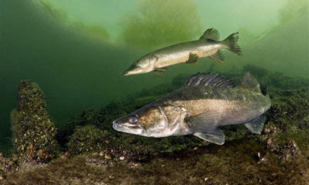Wist je dat snoekbaars helemaal geen inheemse vis is?