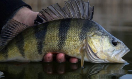 Dit wist je nog niet over de meest gevangen roofvis van Nederland