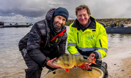 Waarom worden baarzen zo groot in Nederland?