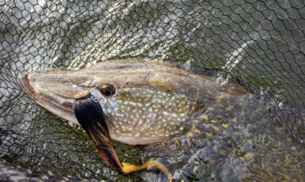 Hiermee lok jij trage wintersnoek uit de tent!