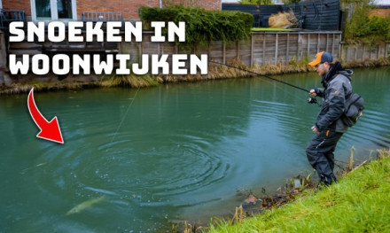 ***VIDEO*** DIT vang je met GROOT KUNSTAAS in een WOONWIJK