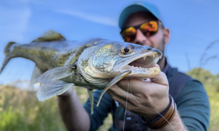 Bijna onverwoestbare shads & suspending crankbait