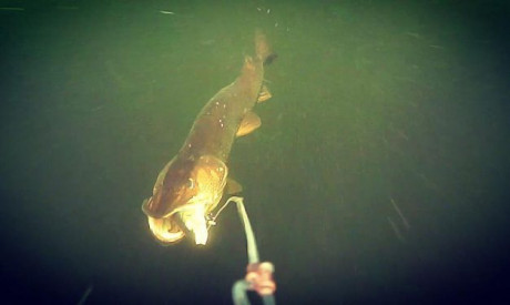 De vetste live aanbeten van Sean Wit