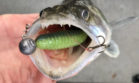 TACKLE MEISTER REVIEW – Stevige, attractieve snoekbaarsshad