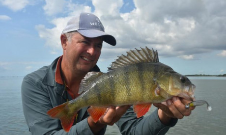 Met deze 3 shads vangt Luc Coppens XXL baars
