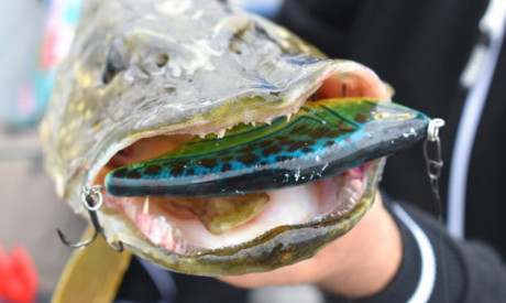 TACKLE MEISTER REVIEW – Een anders-dan-anders-jerkbait