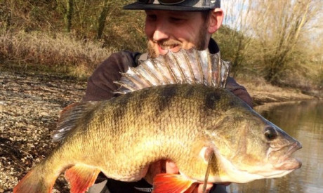 Tackle Meister Review – Zman TRD Crawz – Hubba Bubba shads