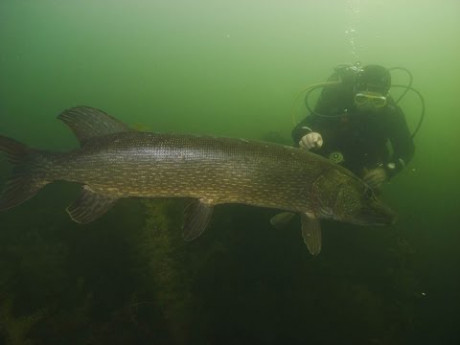 Giga snoek van 130 cm gespot
