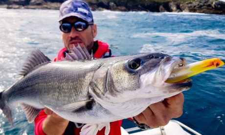 Rapala focust zich dit jaar op baars en zeebaars