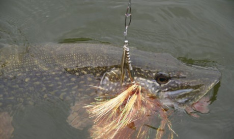 XXL spinners- super kunstaas voor zomer snoek