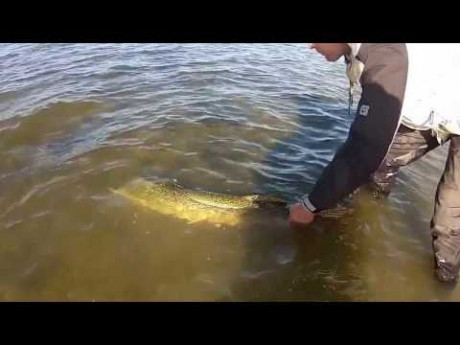133 cm snoek vanuit bellyboat