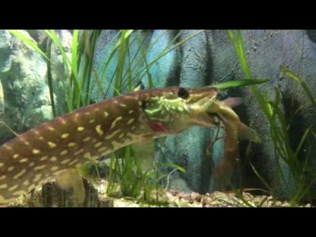 Snoek pakt voorn in aquarium