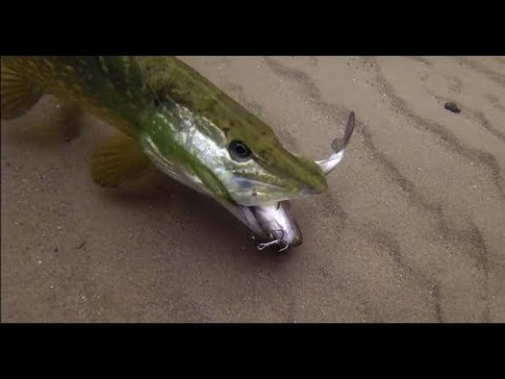 Close up snoek & baars aanbeten