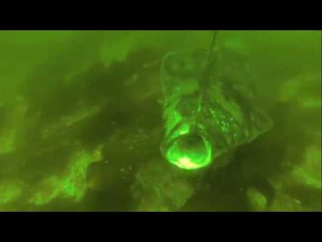 Heilbot aanbeten onder water