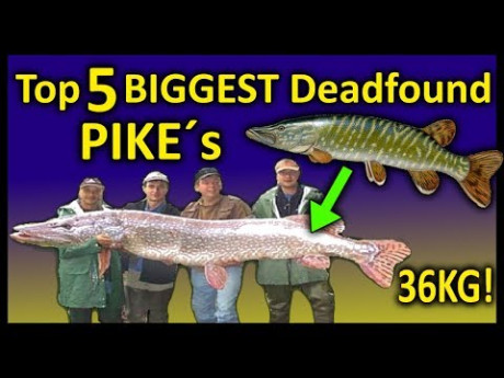 De grootste dood gevonden snoeken – 167 cm snoek?
