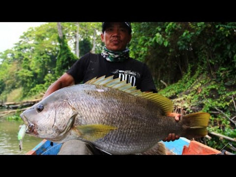 Beast mode on – Papuan bass