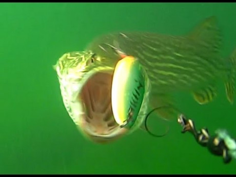 10 heerlijke live onder water aanbeten