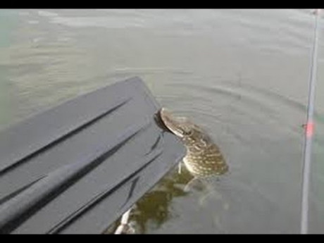 Snoek pakt poesje of toch net niet