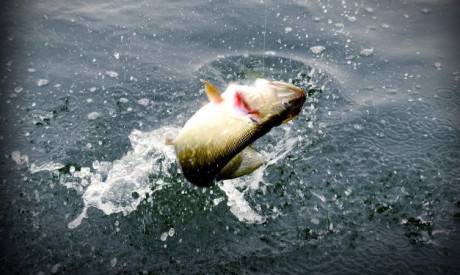***VIDEO*** 100% snoekfun in de polders  – Tips van specialist Roel Trum