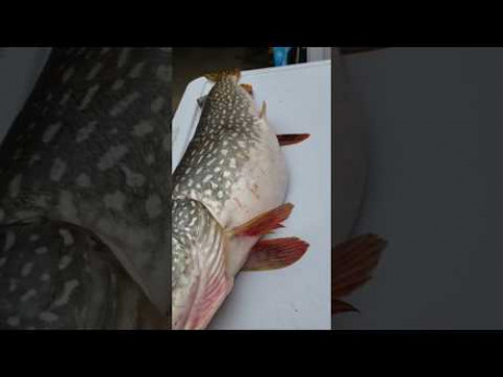 Levende vis in maag van snoek