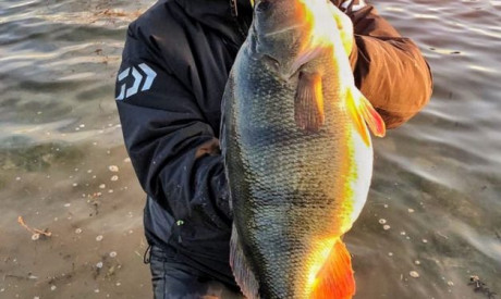 ***BREAKING CATCH*** Nieuw Nederlands record baars van 56,5 cm