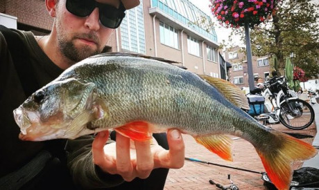 Trillend op baars – De chatterbait – Als search & finesse bait