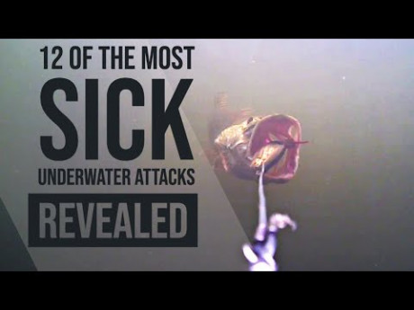 De 12 meest spectaculaire onder water aanbeten van Sean Wit