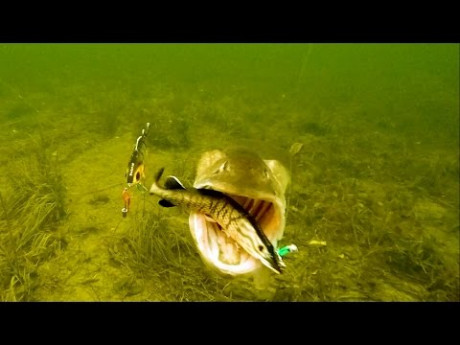 Vette aanbeten onder water – Check welke shad de snoek uitkiest