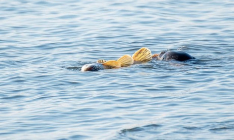 Zeehond grijpt snoek in de Hoeksche Waard