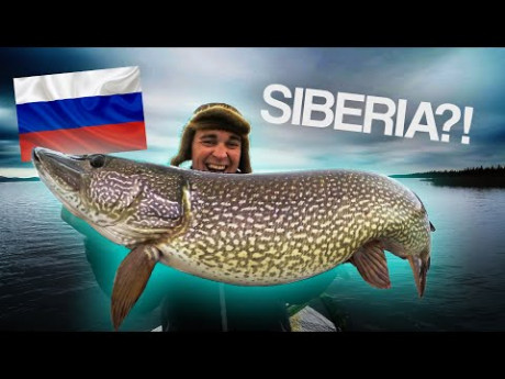 De perfecte quarantaine snoek video – Wauw
