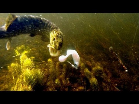 Welke kleur kiest snoek? Shads zonder haken