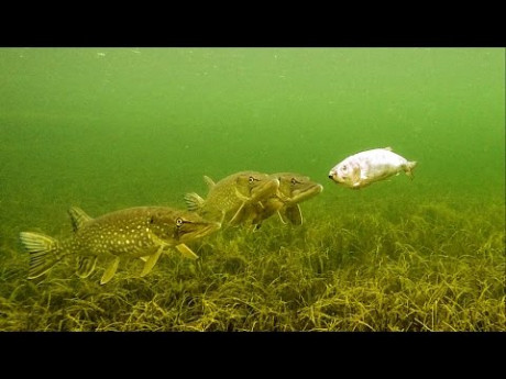 Hoe reageert snoek op zombies?