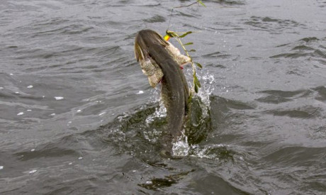 We gaan en we gaan EXTREEM ondiep – Op snoek met Bertus Rozemeijer