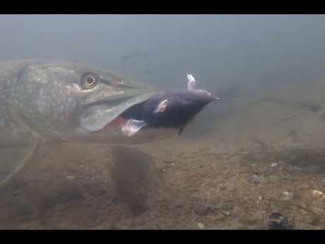 Gast vist met rat op snoek