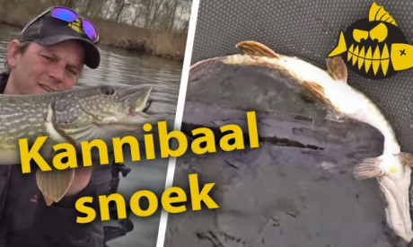 ***Roofmeister VIDEO*** Kannibalistische metersnoek pakt kleinere snoek – Een dag met jerkbaits