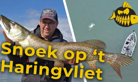 ***Roofmeister VIDEO*** Metersnoek op ’t Haringvliet & aanbeten op drone