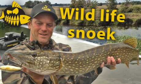 ***Roofmeister VIDEO*** De mooiste natuur van Nederland? Wild life snoek