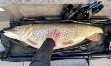 ***BREAKING CATCH*** Megasnoek van 20,59 kg voor de Nederlands record houder