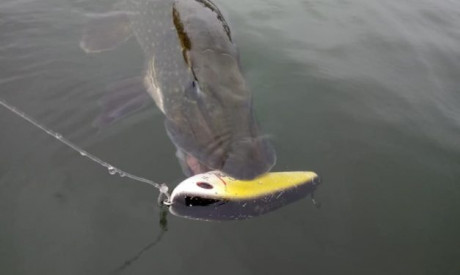 Fabels & waarheden! Waarmee vang je nu echt meer?