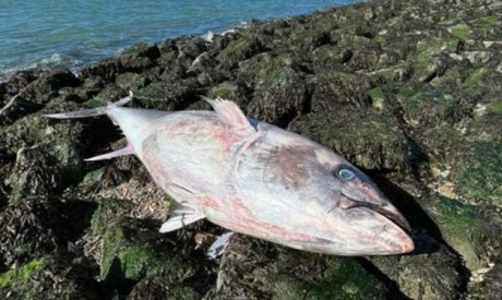 Grote blauwvintonijn aangespoeld in Zeeland