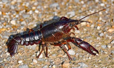 Amerikaanse rivierkreeft vogelvrij verklaard