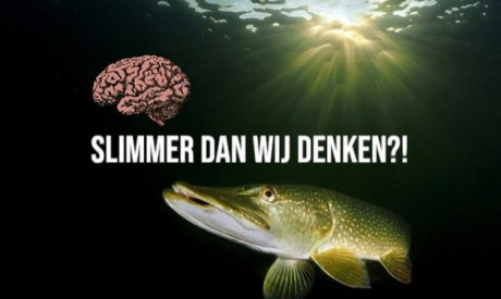 Hoe slim zijn vissen écht?! Dit zegt de wetenschap!